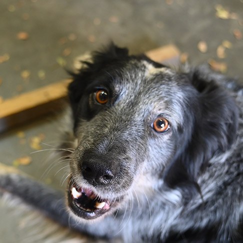 Munchie the Office Dog